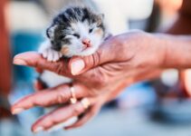 How to Care for a Newborn Kitten Without a Mother Cat