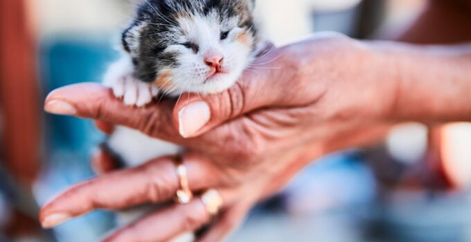 Photo Newborn Kitten Care