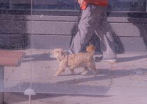 How to Build a Routine That Keeps Your Pet Healthy and Happy Every Day