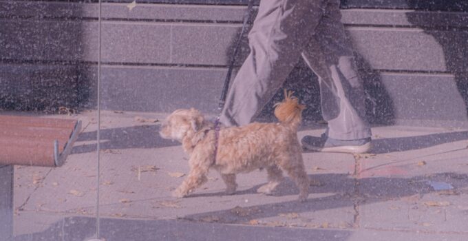 Photo Pet routine