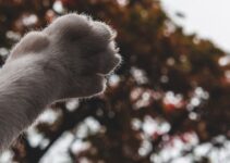 How to Help Your Pet Cope With the Loss of Another Pet in the Home