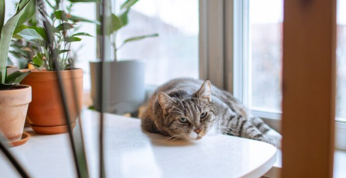 Photo Indoor Cat