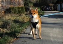 How to Choose the Right Leash and Harness for Your Dog’s Size and Behavior