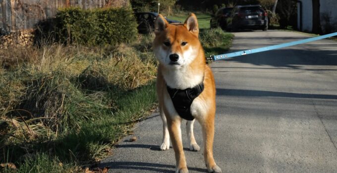 Photo Leash and Harness