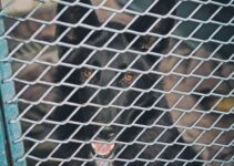 How to Build a DIY Dog Run or Cat Enclosure on a Budget How to Build a DIY Dog Run or Cat Enclosure on a Budget