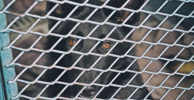 Photo DIY Dog Run or Cat Enclosure