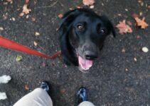 How to Handle a Dog That Pulls on the Leash and Train Loose Leash Walking How to Handle a Dog That Pulls on the Leash and Train Loose Leash Walking