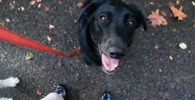 Photo Dog leash training