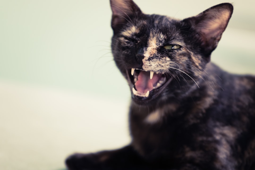 How To Understand The Most Common Behavioral Problems In Cats And Fix ...