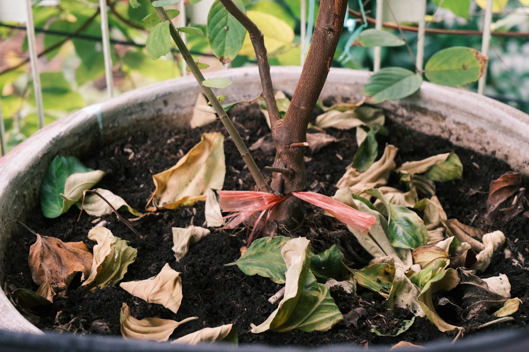 How To Revive Wilted Plants With A Simple Trick - Learn How Do It