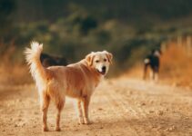How to Choose the Right Dog Breed for Your Lifestyle and Living Space