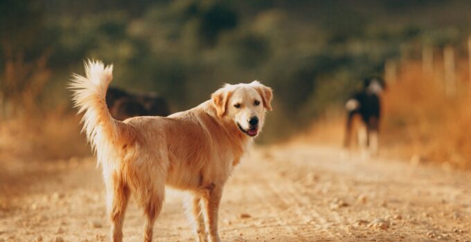 Photo Dog Breed