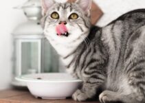 How to Create a Healthy Diet Plan for Your Cat How to Create a Healthy Diet Plan for Your Cat