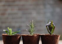 How to Develop a Growth Mindset That Transforms Every Area of Your Life