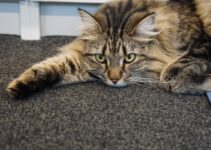 How to Help Your Pet Adjust to a New Home Without Stress