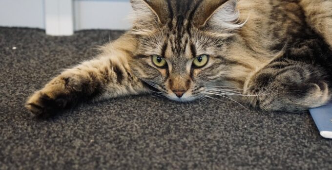 Photo Pet Adjust to New Home