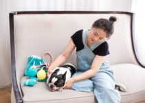 How to Recognize the Signs That Your Pet Needs a Vet Immediately How to Recognize the Signs That Your Pet Needs a Vet Immediately