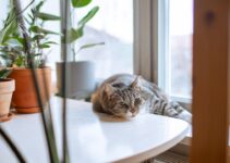 How to Keep Your Indoor Cat Happy and Stimulated Every Day