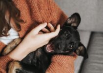 How to Introduce a New Pet to Your Existing Animals Successfully How to Introduce a New Pet to Your Existing Animals Successfully