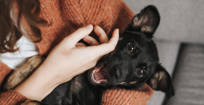 Photo Introduce a New Pet