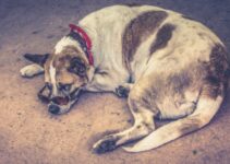 How to Prevent Common Health Problems in Dogs with Proper Care