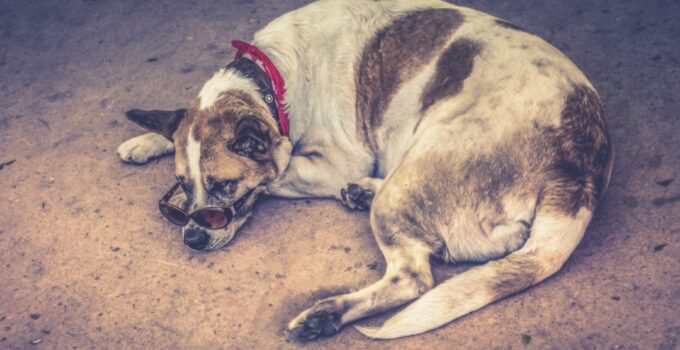 Photo Prevent Common Health Problems in Dogs