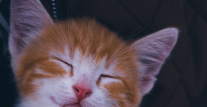 How to Discover Why Cats Purr and What It Really Means
