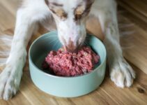 How to Choose the Best Pet Food for Your Dog or Cat How to Choose the Best Pet Food for Your Dog or Cat