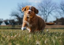 How to Train Your Puppy to Stop Biting and Jumping Up