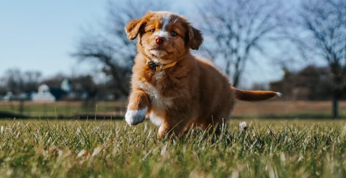 Photo Puppy Training