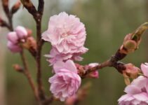 How to Practice Self-Compassion Without Becoming Complacent