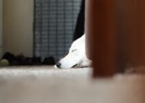 How to Deal with Separation Anxiety in Dogs Effectively How to Deal with Separation Anxiety in Dogs Effectively