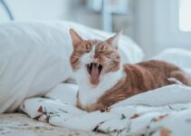 How to Understand Your Cat’s Body Language and Behavior How to Understand Your Cat’s Body Language and Behavior