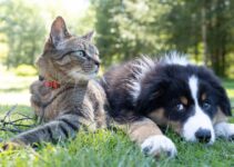 How to Keep Your Pet Safe During Hot Summer Weather