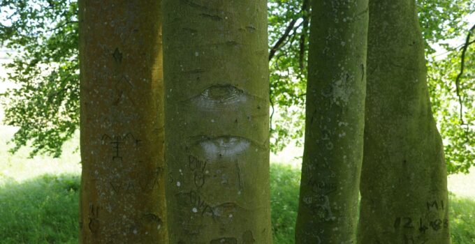 How to Learn About the Hidden Language of Trees and Forests