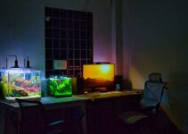 How to Set Up the Perfect Aquarium for Your Fish at Home How to Set Up the Perfect Aquarium for Your Fish at Home