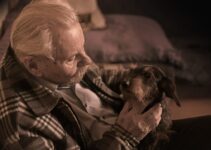How to Care for a Senior Dog and Keep Them Healthy and Happy How to Care for a Senior Dog and Keep Them Healthy and Happy