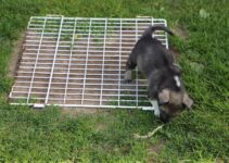 How to Potty Train a Puppy Quickly and with Less Stress How to Potty Train a Puppy Quickly and with Less Stress