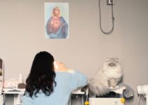 How to Choose the Right Veterinarian for Your Pet