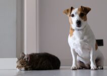 How to Help Your Pet Lose Weight Safely and Gradually