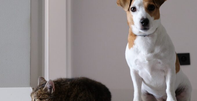 Photo Pet Weight Loss