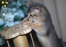 How to Deal with a Cat That Scratches Furniture and Carpets How to Deal with a Cat That Scratches Furniture and Carpets