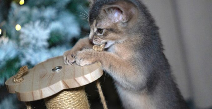 Photo Cat Scratching