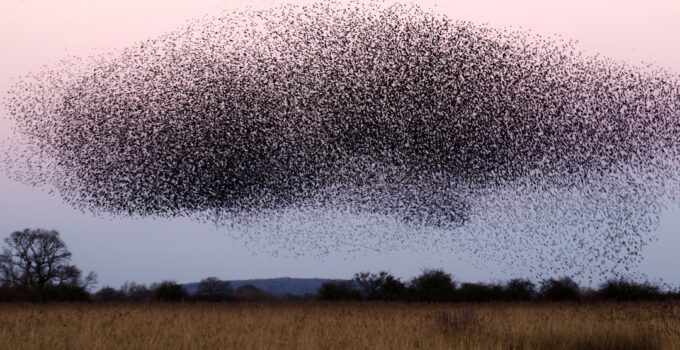 How to Explore How Birds Navigate Thousands of Miles During Migration