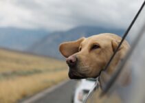 How to Travel with Your Pet Without Causing Them Stress