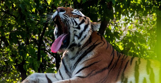 How to Discover the Science Behind Why We Yawn and Why It Is Contagious