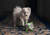 How to Provide Mental Stimulation for Your Dog Every Day