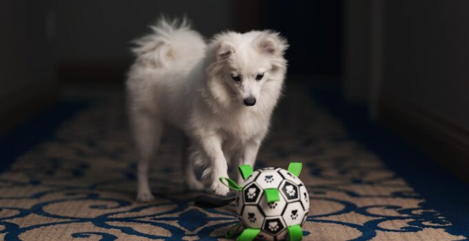 Photo Mental Stimulation for Dogs