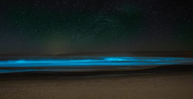 How to Learn About the Fascinating World of Bioluminescence in Nature