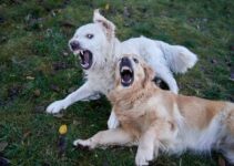 How to Understand Why Your Dog Is Barking Excessively